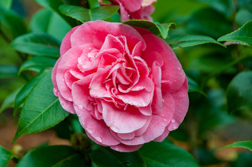 Wall Mural - Pink rose blooming camellia flower close up