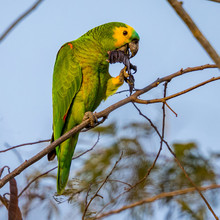 Blue-fronted Parrot, Parrot Resting On The Branch Of A Tree.CR2