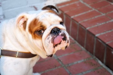 Bulldog 2