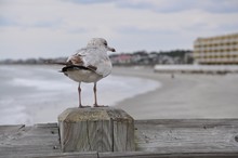 Seagull Standing On A Wooden Post Looking At The Ocean