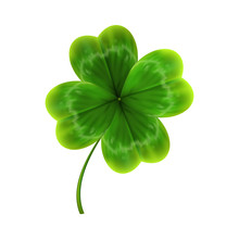 Green Leave Of Clover. Realistic Vector
