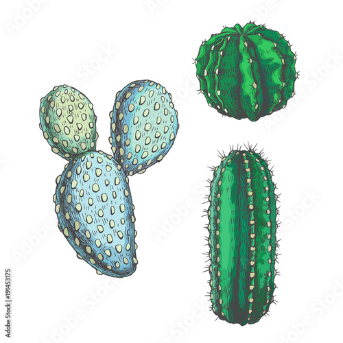 Obraz w ramie Wektorowy rysunkowe kaktusy