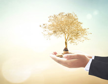 Investment Concept: Businessman Hands Holding Stacks Of Golden Coins And Big Tree On Blurred Nature Background