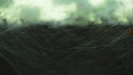 Wall Mural - Close up of a spider catching a fly on its web and jumping off screen