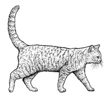 Walking Cat Illustration, Drawing, Engraving, Ink, Line Art, Vector