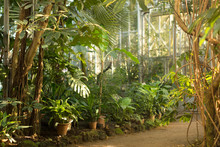 View Of An Old Tropical Greenhouse With Evergreen Plants, Palms, Lianas On A Sunny Day With Beautiful Light In St. Petersburg/ 