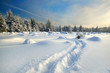 canvas print picture - Fußspuren im Schnee im Wald