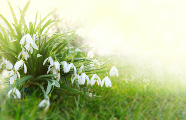 Snowdrop flowers background.