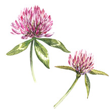 Two Flowers Of Red Clover With Leaves. Watercolor Botanical Illustration Isolated On White Background. Happy Saint Patricks Day.