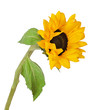 Yellow blossoming sunflower