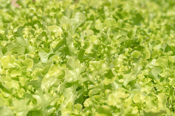 Wall Mural - Lettuce in hydroponic vegetable plant