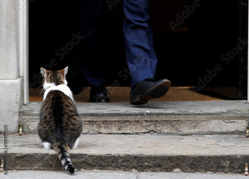 Larry The Downing Street Cat Waits To Enter Number 10 As