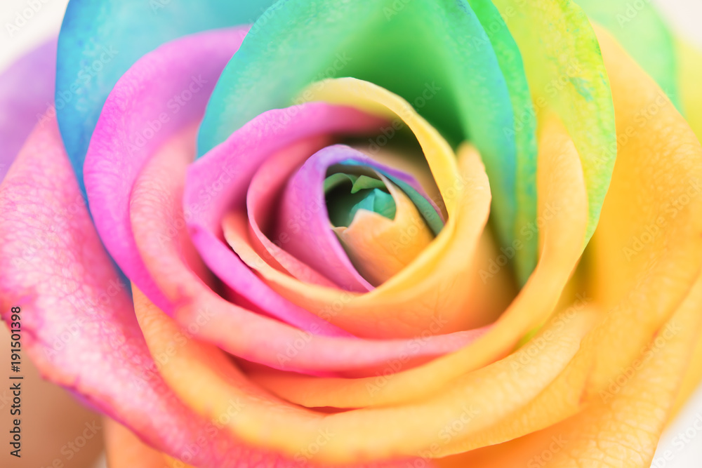 Rainbow beauty rose - obrazy, fototapety, plakaty 