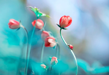 Poster - Beautiful pink flowers anemones and ladybug in spring nature outdoors against blue sky, macro, soft focus. Magic colorful artistic image tenderness of nature, spring floral wallpaper.