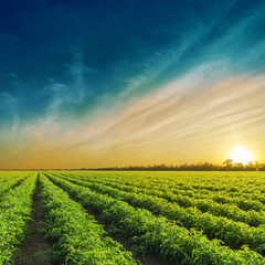 Wall Mural - Green agriculture field in sunset. Tomatoes field