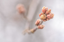 Blossoming Buds On Tree On Natural Background In Spring Day. Macro Photo With Shallow Depth Of Field.