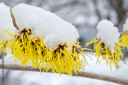 Fotografía Hamamelis mollis Pallida Blüte im Schnee
