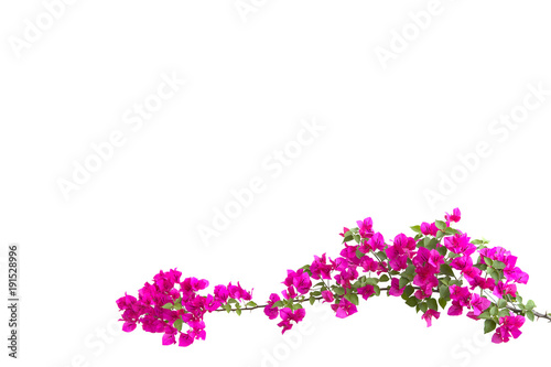 Fotomural bougainvilleas isolated on white background.