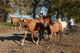 Fototapeta Konie - horse horses koń konie