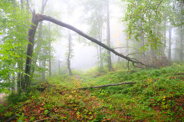 Sticker - Green summer forest