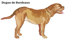 Colored Decorative Standing Portrait Of Dog Dogue De Bordeaux Vector Illustration