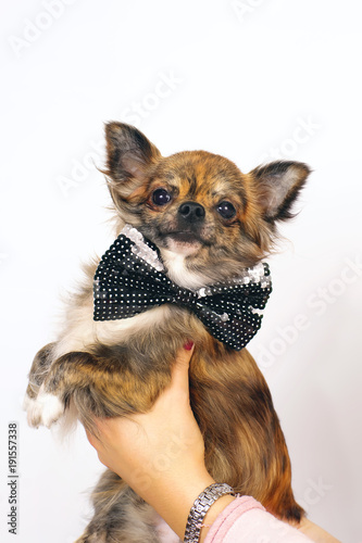 Long Haired Brindle And White Chihuahua Dog Wearing A Black Bow