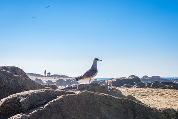 Sticker - Seagull on the beach in Porto city, Portugal