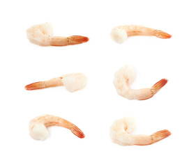 Wall Mural - Single shrimp isolated