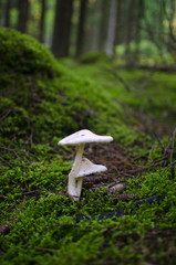 two pale shoulder straps growing in the forest among moss