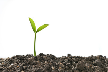 Green sprout growing out from soil isolated on white background