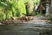 The Group Of Ducks