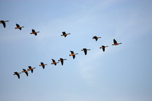 Flying Canada Gooses In Group Under Blue Sky