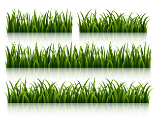 Wall Mural - Set of green grass isolated on white background 