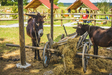 Two donkeys eating straws