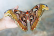 Бабочка  Атлас Atlas moth или Князь тьмы.