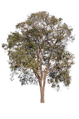 Wall Mural - Big tree isolated over white background.