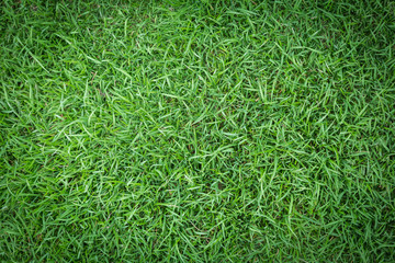 Grass texture or grass background. green grass for golf course, soccer field or sports background concept design. Natural green grass.