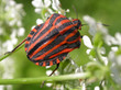 Close-up of a red black striped beetle Graphosoma lineatum in sunlight on white flowers