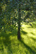 A birch tree in bright sunlight with a luscious green grass