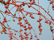 red branches with small apples against the blue sky