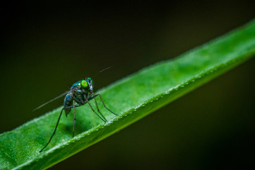 Small insect on leaf