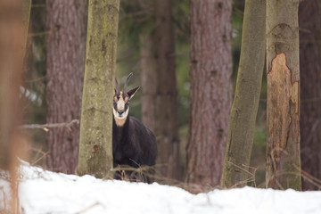 Wall Mural - chamois, rupicapra rupicapra, Czech republic