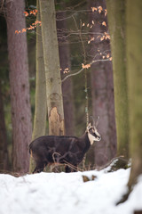 Sticker - chamois, rupicapra rupicapra, Czech republic