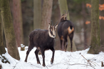 Wall Mural - chamois, rupicapra rupicapra, Czech republic