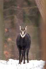 Wall Mural - chamois, rupicapra rupicapra, Czech republic