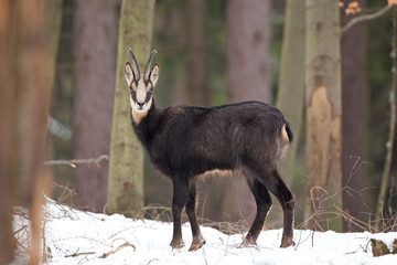 Wall Mural - chamois, rupicapra rupicapra, Czech republic