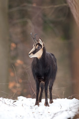 Wall Mural - chamois, rupicapra rupicapra, Czech republic