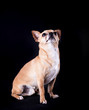 Chihuahua mirando hacia arriba