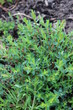 echtes Johanniskraut - Hypericum perforatum - Pflanze