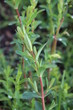 echtes Johanniskraut - Hypericum perforatum - Blätter